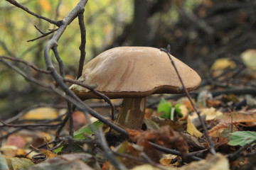 mushrooms in the forest after rain