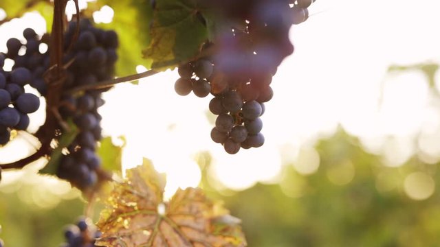 Ripe blue grapes in the vineyard with sunlight, dolly shot