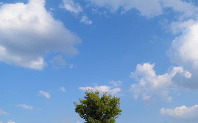 View of one green tree against a blue sky with white clouds.