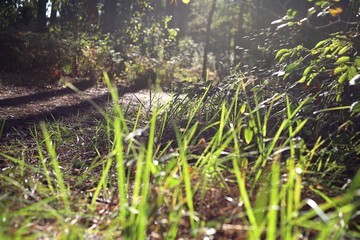 piękna ścieżka w lesie i trwa oświetlona przedzierającym się wczesno jesiennym słońcem - obrazy, fototapety, plakaty