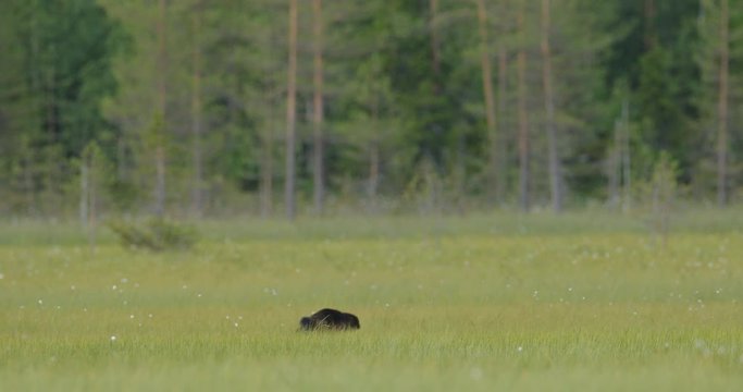 Running Wolverine in Finnish taiga. Wildlife scene from nature. Rare animal from north of Europe. Wild wolverine in summer cotton grass. Aninal behaviour in the habitat, Finland.