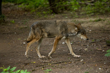 Naklejka na ściany i meble Grey wolf, timber wolf, tundra wolf (Canis lupus lupus).
