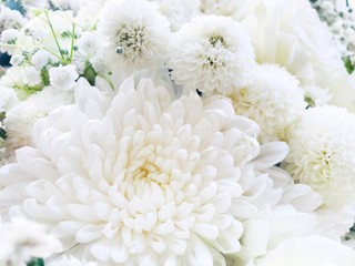 Many white chrysanthemums are superimposed over a beautiful background image.