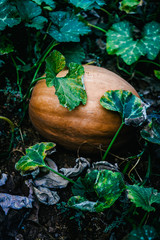 Big orange pumpkin growing in the garden