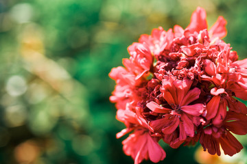 natural red background with selective focus