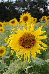 Fototapeta premium sunflower in the field