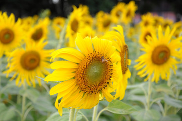 Fototapeta premium sunflower in the field
