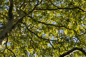 Beautiful View From A Big Elegant Maple Tree Trunk Up To The Blue Sky Thru Autumn Leaves In Golden Hours of Sunset.