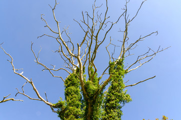 abgestorbener Baum