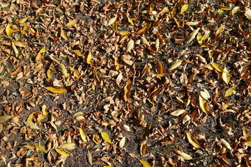 Amber yellow and brown fallen leaves on the ground from above
