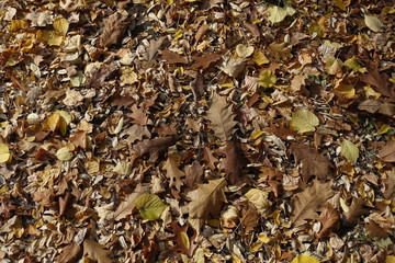 Dark brown fallen leaves on the ground from above
