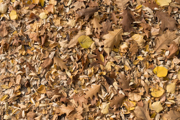 Light brown fallen leaves on the ground in October