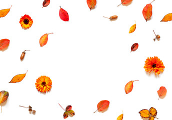 Colorful Autumn leaves and calendula flowers frame on the white background.  Copy space