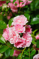 Clusters of small pink rose flowers on a shrub in the garden