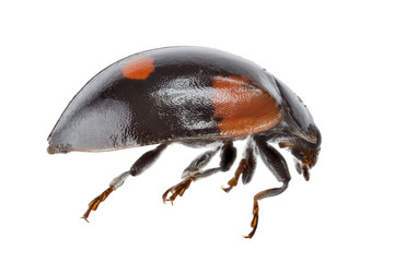 black ladybird with orange spots isolated on white
