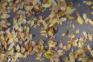 View of fallen leaves on asphalt in autumn