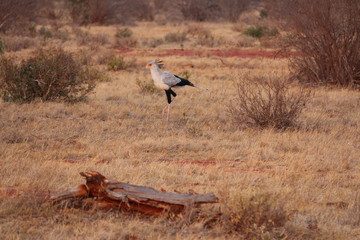 africa safari