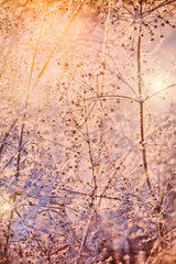 dried winter plants abstract background