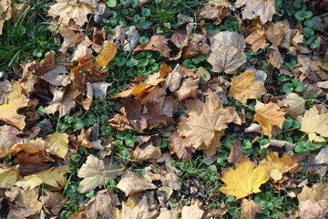 Brown fallen leaves of maple on Glechoma hederacea in October