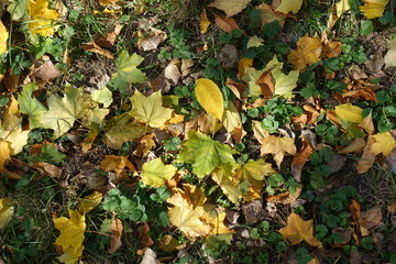 Colorful fallen leaves of maple on Glechoma hederacea in October