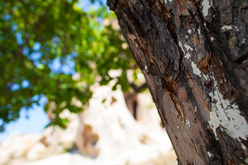 Fototapeta premium Landscape cappadocia