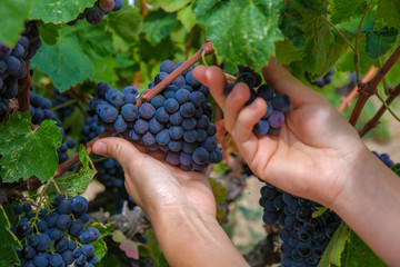 Naklejka na ściany i meble Hands of a young woman with freshly delicious ripe dark blue grapes on green leaves background. People holding grapes concept. Autumn harvest in Spain, Catalunya.