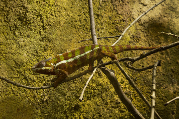 The panther chameleon (Furcifer pardalis).