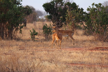 africa safari