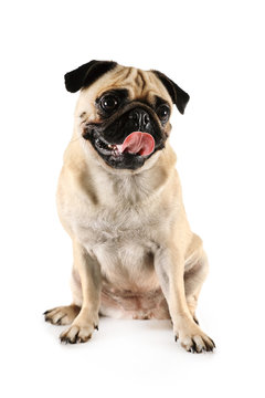 Lovely purebred pug with tongue sticking