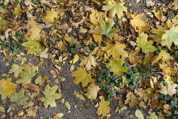Multicolored fallen leaves of maple on Glechoma hederacea in autumn