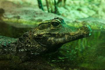  Dwarf crocodile, African dwarf crocodile, broad-snouted crocodile,  bony crocodile (Osteolaemus tetraspis).