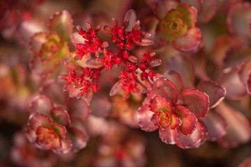 beautiful pink flower on a pink background