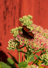 butterfly on flower