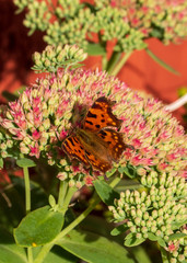 butterfly on flower