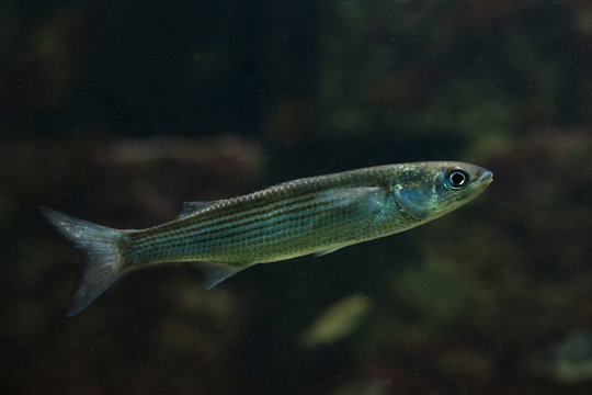 The leaping mullet (Chelon saliens).