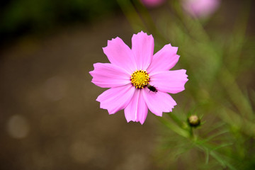 Obraz premium A photo of a Japanese cosmos flower