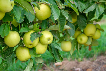 Ripe green apples on a tree on a sunny day. Golden Delicious Apple trees with ripe fruits in garden in Spain. Traditional collecting handmade organic fruit. Ripe fruits in orchard ready for harvesting