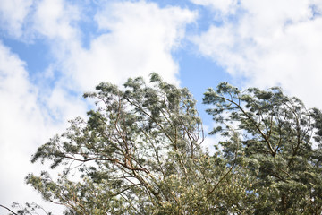 Pine branch against the sky and clouds