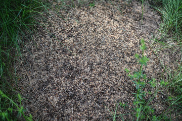 Anthill and fir needles, macro