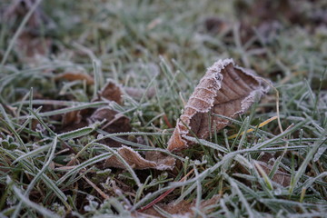 gefrorenes Blatt liegt im gefrorenen Gras