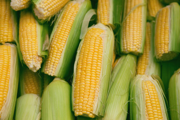 Fresh raw yellow corn in the street market. Organic product suitable for vegeterians and vegans. Healthy food concept background