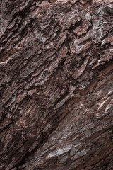The texture of a large tree trunk
