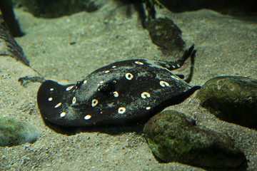 White-blotched river stingray (Potamotrygon leopoldi).