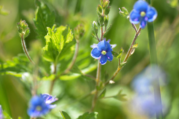 Blue forget-me-nots in the field, macro