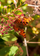 butterfly on a flower
