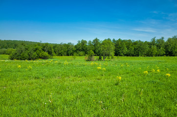Grassy meadows and forest on the horizon. Spring landscape