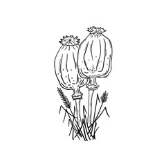 Poppies. Two Black poppy heads on stems in the grass. Monochrome illustration on a white background.