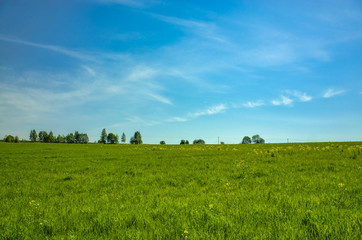 Fototapeta premium Grassy meadows and forest on the horizon. Spring landscape. Blue sky