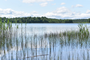 Grass on the lake, summer
