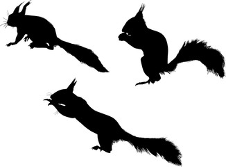 three isolated black squirrels group